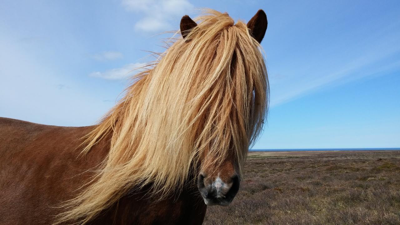 Grásteinn Guesthouse Þórshöfn Esterno foto