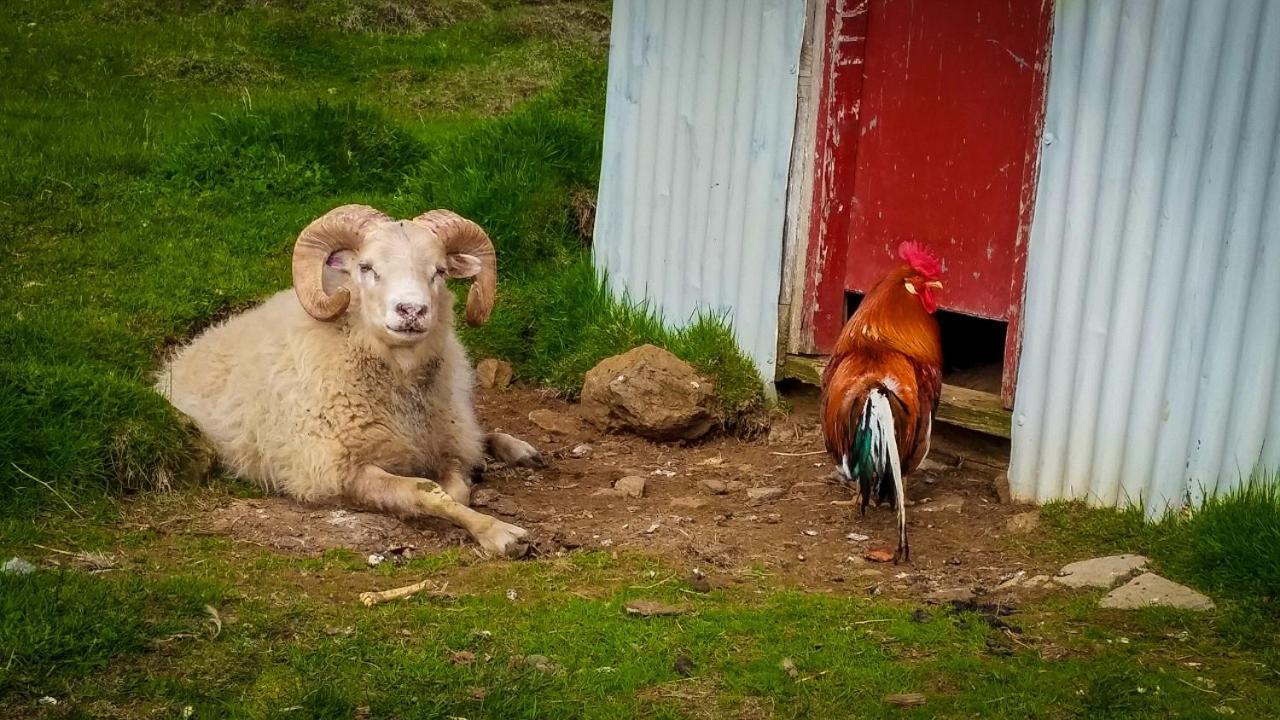 Grásteinn Guesthouse Þórshöfn Esterno foto
